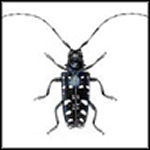 Longhorn beetle