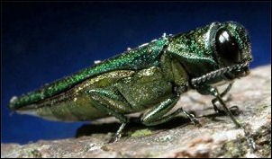 Emerald Ash-borer