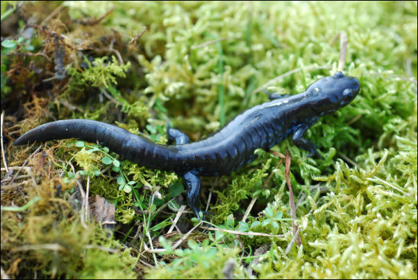 Jefferson Salamander