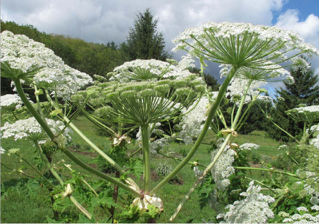 Giant hogweed