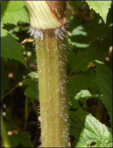 Hogweed stalk - Note course hairs