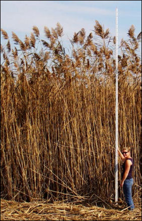 Patch of phragmites