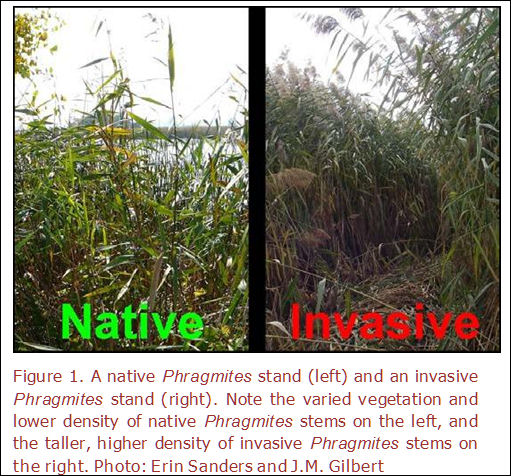 Native & invasive phragmites