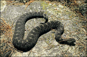 massasauga rattler